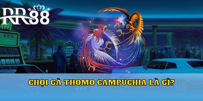 Chọi gà Thomo Campuchia là gì?