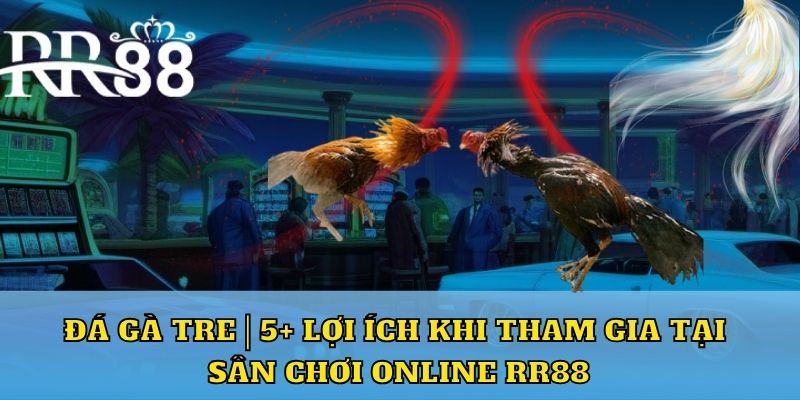 đá gà tre và lợi ích khi tham gia tại rr88